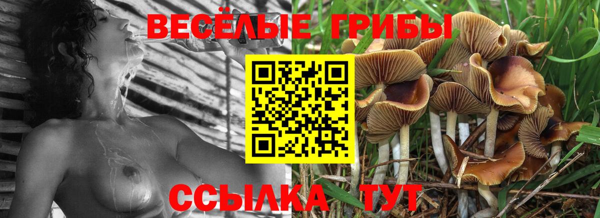 Псилоцибиновые грибы Psilocybe Ялуторовск